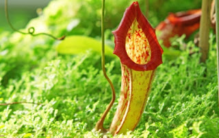 Nepenthes: Ini 5 Manfaat Si Tumbuhan Pemangsa